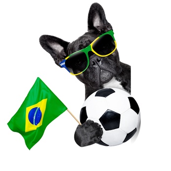 Para enfrentar os preços da Copa, só mesmo ganhando na Mega Sena cachorro torcedor do Brasil na Copa