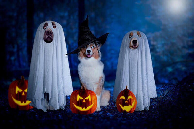  Cachorros fofos de Halloween prontos para vencer a Mega Sena de Dias de Bruxas