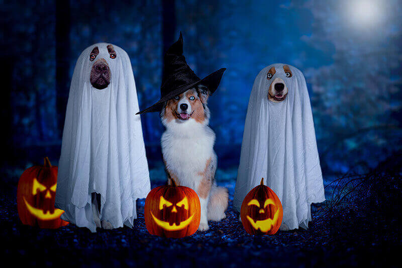 Cachorros fofos de Halloween Cachorros fofos de Halloween prontos para vencer a Mega Sena de Dias de Bruxas